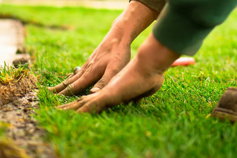 Fresh sod being installed in a Lubbock residential yard