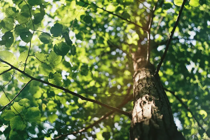 Tree trimming and pruning service in a Lubbock, TX yard