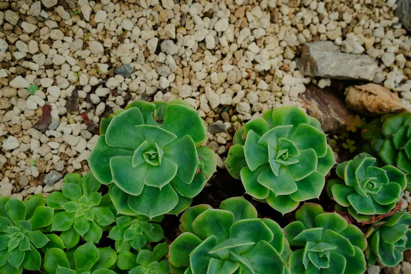 Drought-tolerant xeriscape yard with native South Plains plants